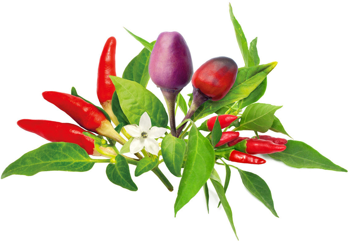 Click & Grow Plant Pod Chilli Pepper Mix 9tk