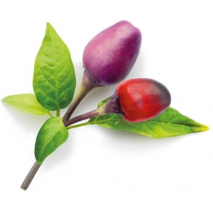 Click & Grow Smart Garden refill Фиолетовый чили перец 3 штуки