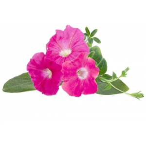 Click & Grow Smart Garden картридж Розовая петуния 3 шт.