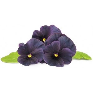 Click & Grow Smart Garden refill Black pansy 3шт